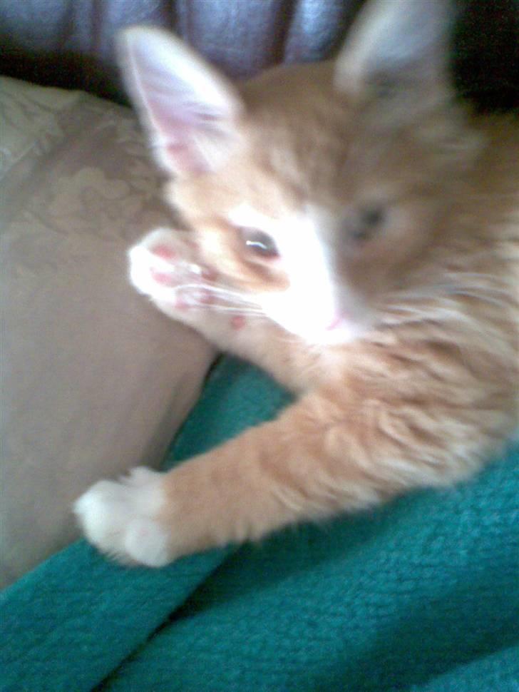 Blanding af racer Mille billede 2