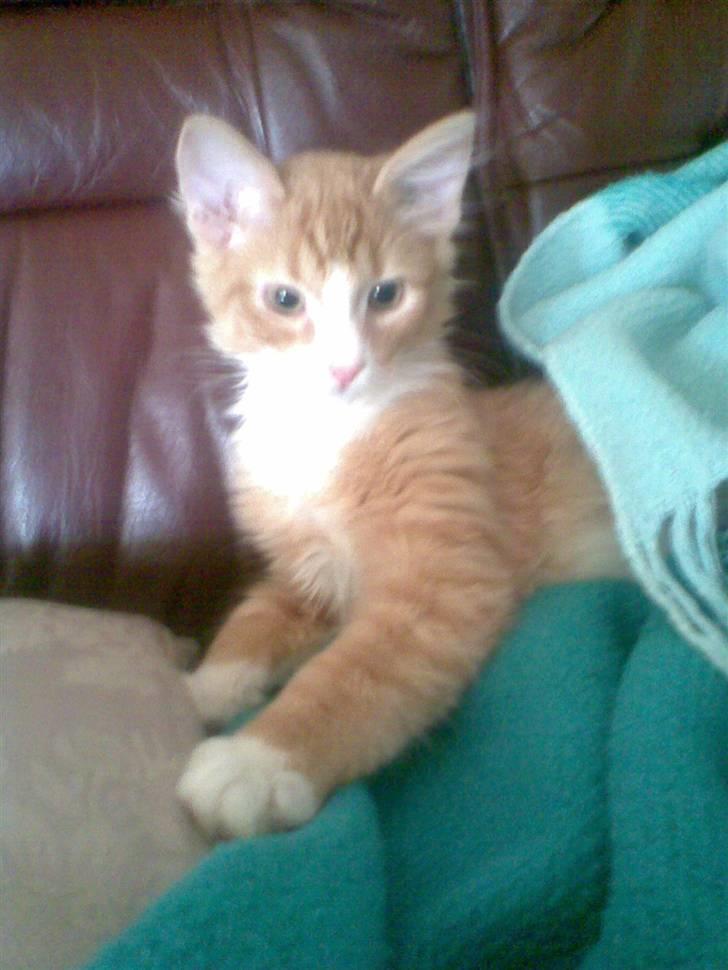 Blanding af racer Mille billede 3