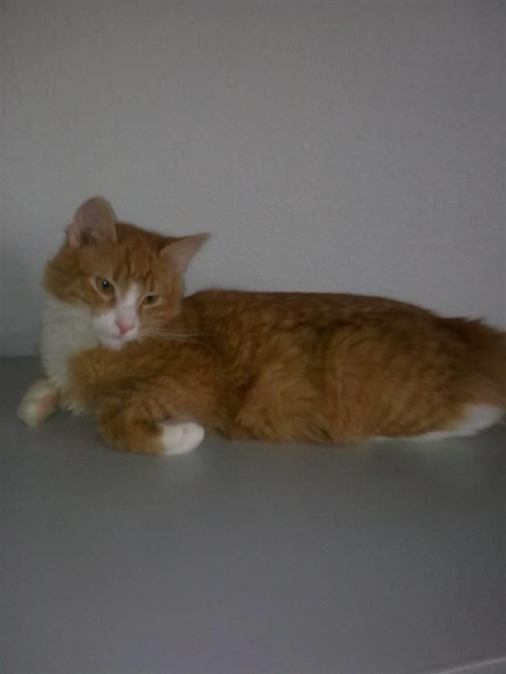 Blanding af racer Mille billede 4