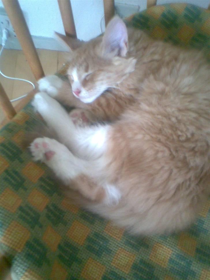 Blanding af racer Mille billede 5