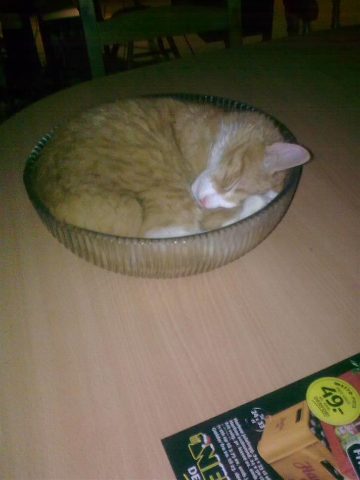 Blanding af racer Mille billede 6