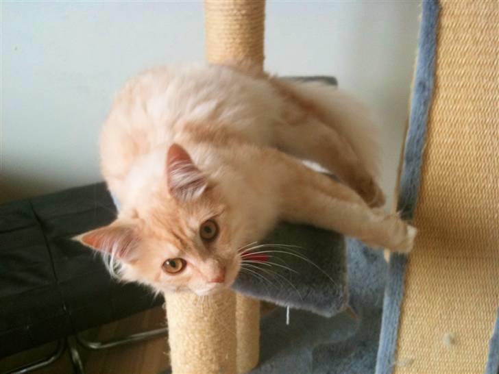 Maine Coon Elvis billede 1