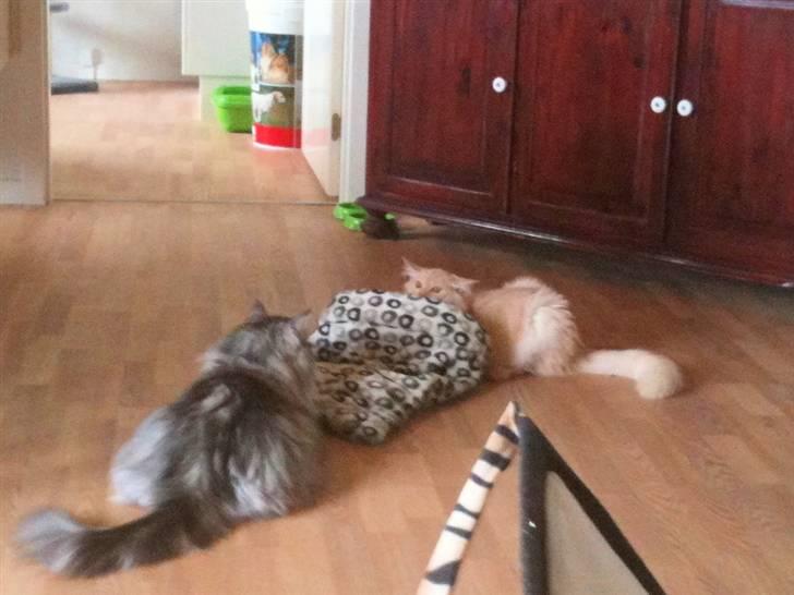 Maine Coon Elvis billede 2