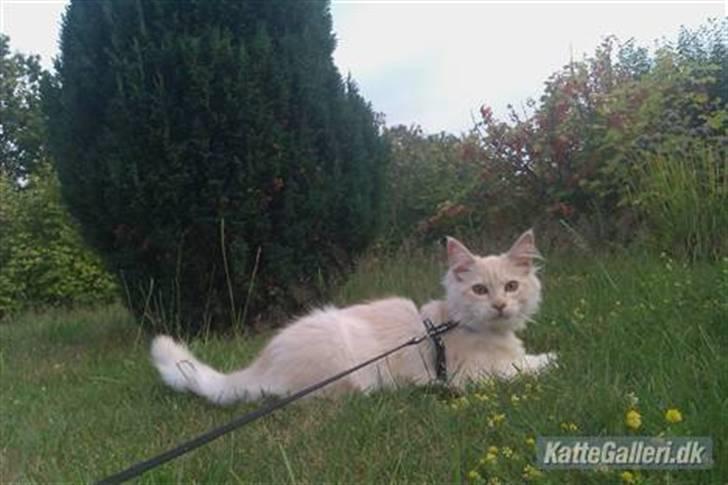 Maine Coon Elvis billede 4