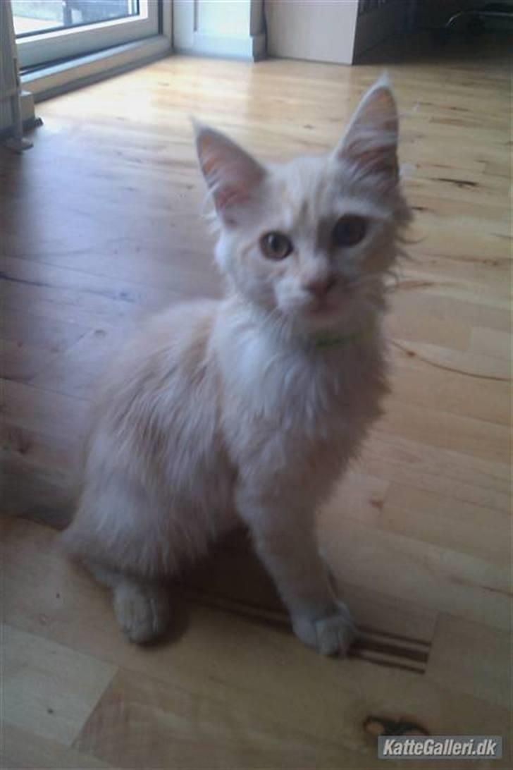 Maine Coon Elvis billede 5