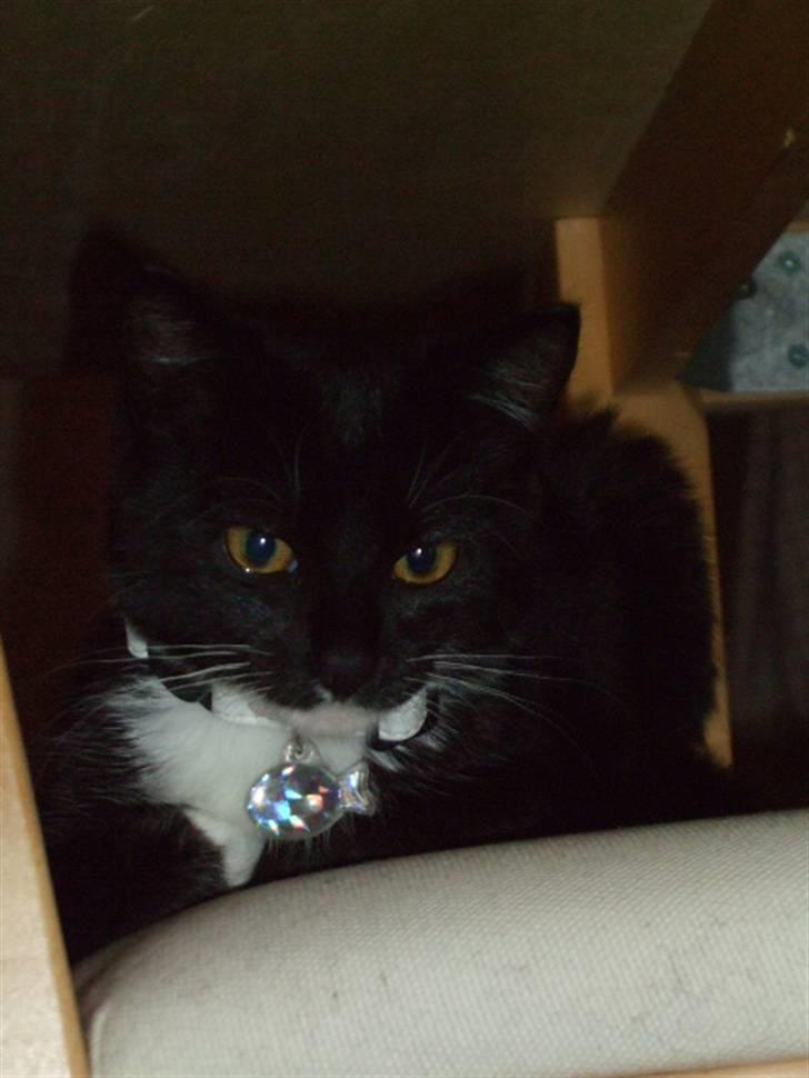 Huskat Mille - lille my billede 11