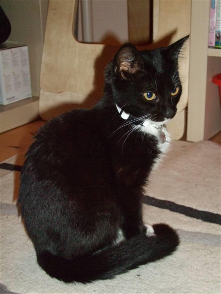 Huskat Mille - lille my billede 12