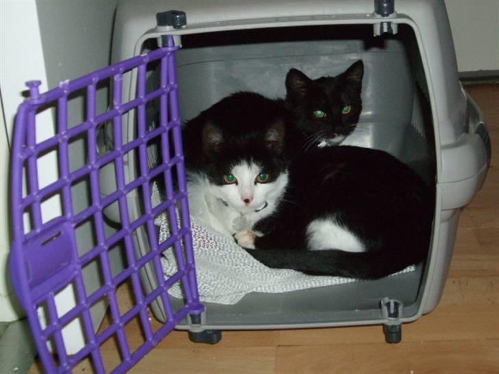 Huskat Mille - lille my billede 13