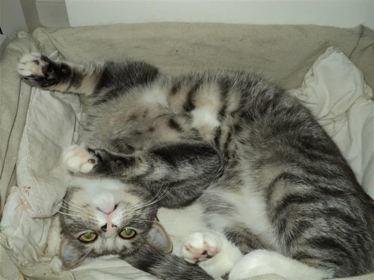 Huskat Chili billede 16