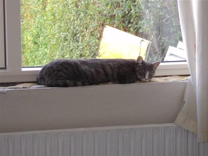 Huskat Chili billede 17