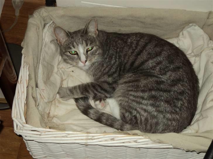 Huskat Chili billede 18