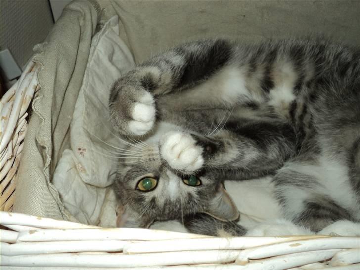 Huskat Chili billede 19