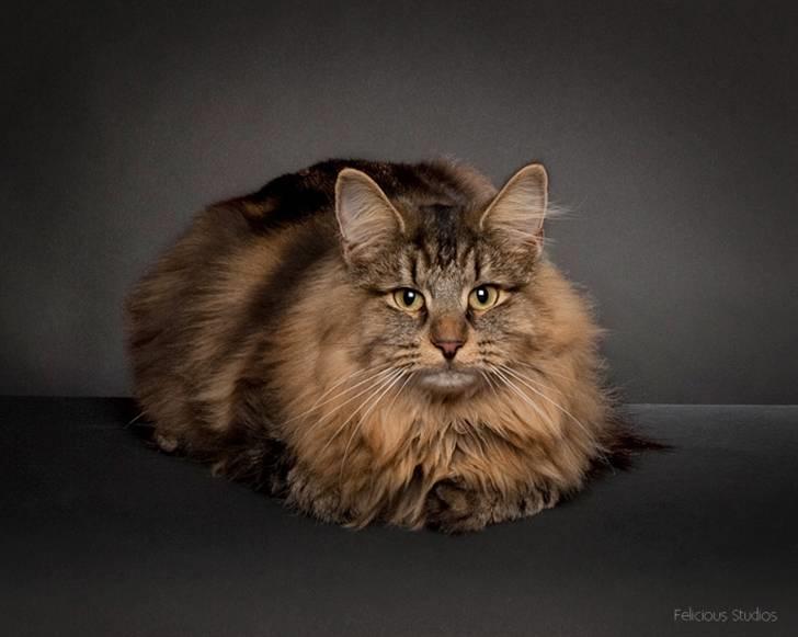 Norsk Skovkat DK SHAGGYTAIL'S YAHOO GIZMO - Taget af Felicious Studios på Middelfart udstillingen... Må ikke bruges af andre billede 13