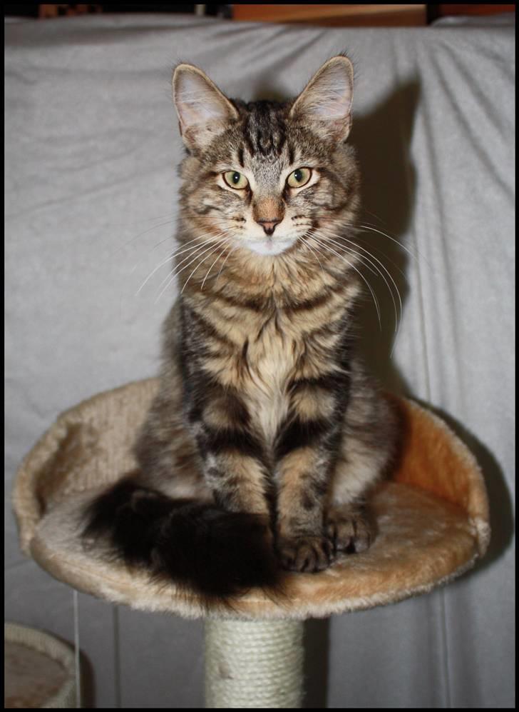 Norsk Skovkat DK SHAGGYTAIL'S YAHOO GIZMO - 6 mdr og 1 dag gammel billede 14