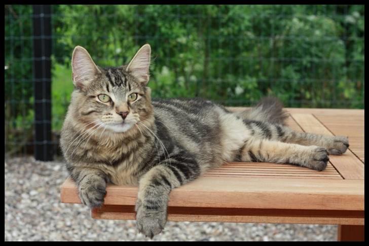 Norsk Skovkat DK SHAGGYTAIL'S YAHOO GIZMO - 6 mdr og 3 uger gammel billede 15