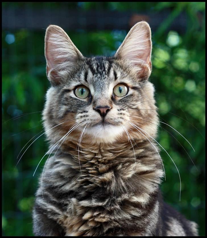 Norsk Skovkat DK SHAGGYTAIL'S YAHOO GIZMO - Såååå smukt et portrætbillede ;o) 7 mdr, 2 uger 3 dage gammel billede 16