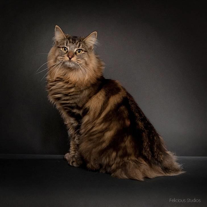 Norsk Skovkat DK SHAGGYTAIL'S YAHOO GIZMO - Gizmo var meget god til at gemme sin hale ;O) billede 17