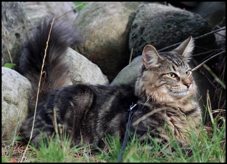 Norsk Skovkat DK SHAGGYTAIL'S YAHOO GIZMO - Så majestætisk han ligger ;o) 7 mdr, 3 uger og 2 dage gammel billede 18