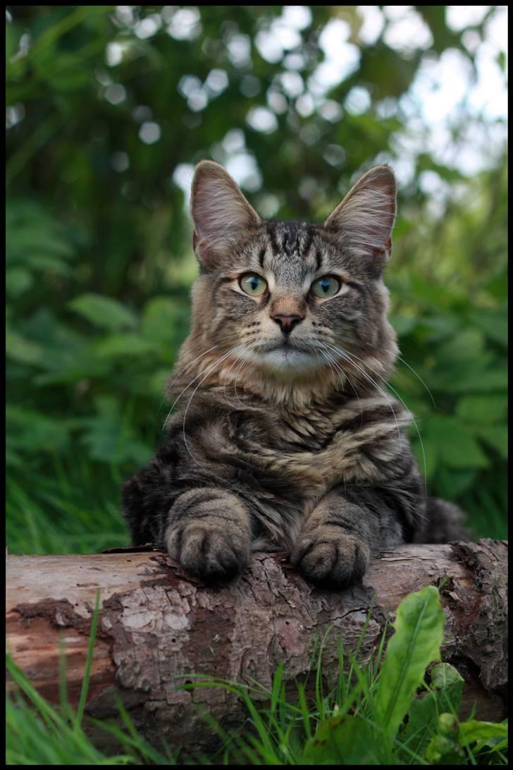 Norsk Skovkat DK SHAGGYTAIL'S YAHOO GIZMO - Min egen lille misse-konge ;O) billede 19