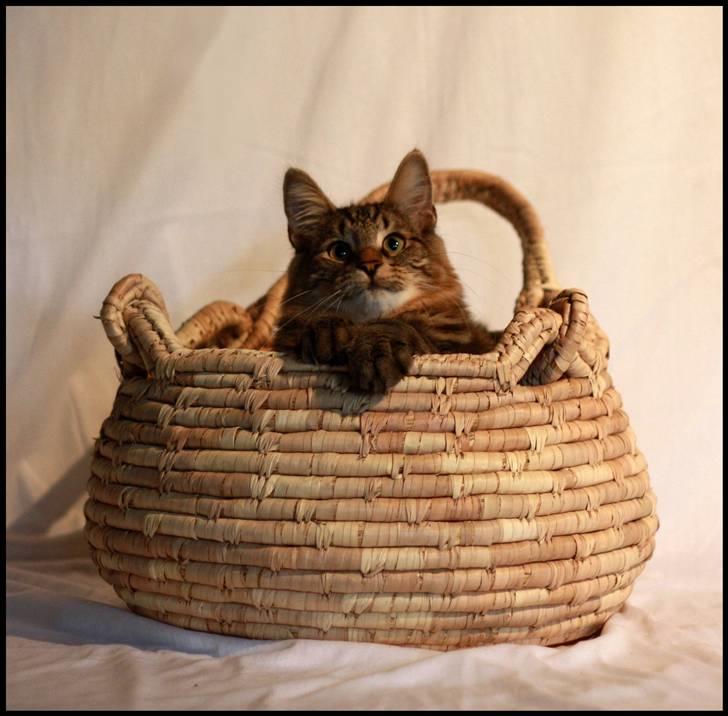 Norsk Skovkat DK SHAGGYTAIL'S YAHOO GIZMO - Fotoshoot i anledning af Sean 1/2 års fødselsdag ;o) 8 mdr, 2 uger og 2 dage gammel billede 20