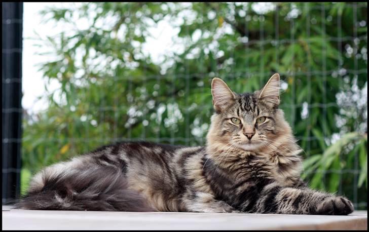 Norsk Skovkat DK SHAGGYTAIL'S YAHOO GIZMO - Smukke missetat ;o) 9 mdr og 6 dage gammel... billede 21