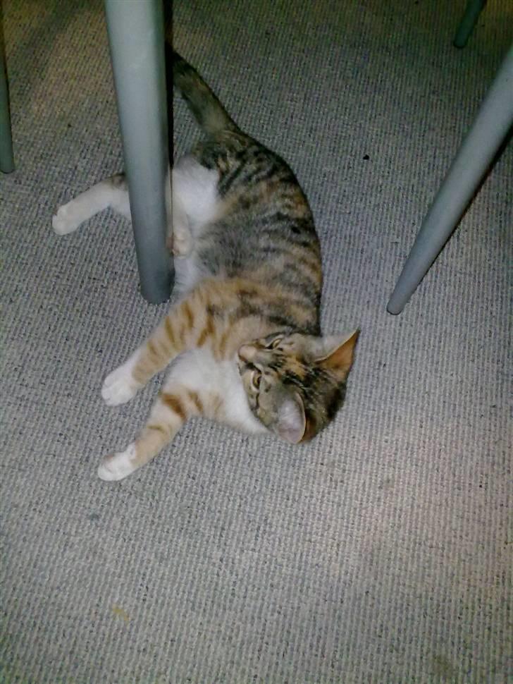 Huskat Trica *R.I.P 22/05/2013* billede 1