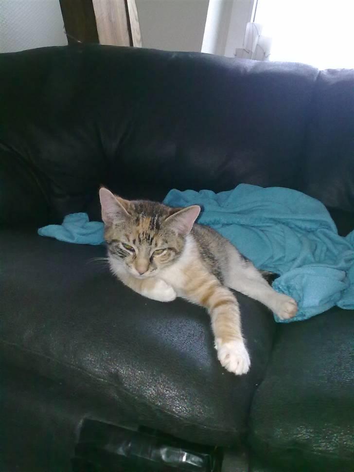 Huskat Trica *R.I.P 22/05/2013* billede 2