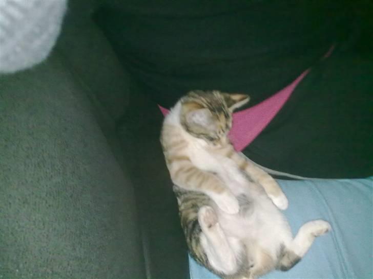 Huskat Trica *R.I.P 22/05/2013* billede 3