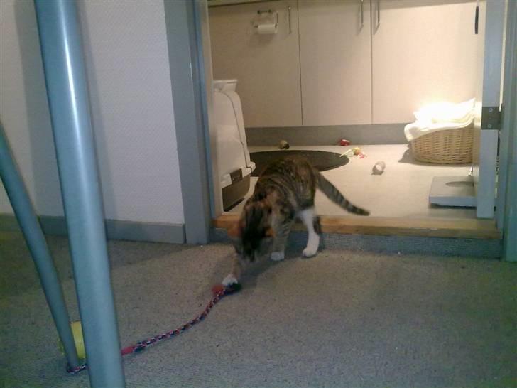 Huskat Trica *R.I.P 22/05/2013* billede 4