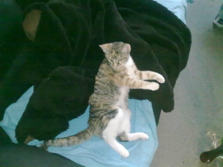 Huskat Trica *R.I.P 22/05/2013* billede 5