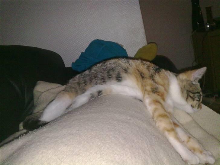 Huskat Trica *R.I.P 22/05/2013* billede 6