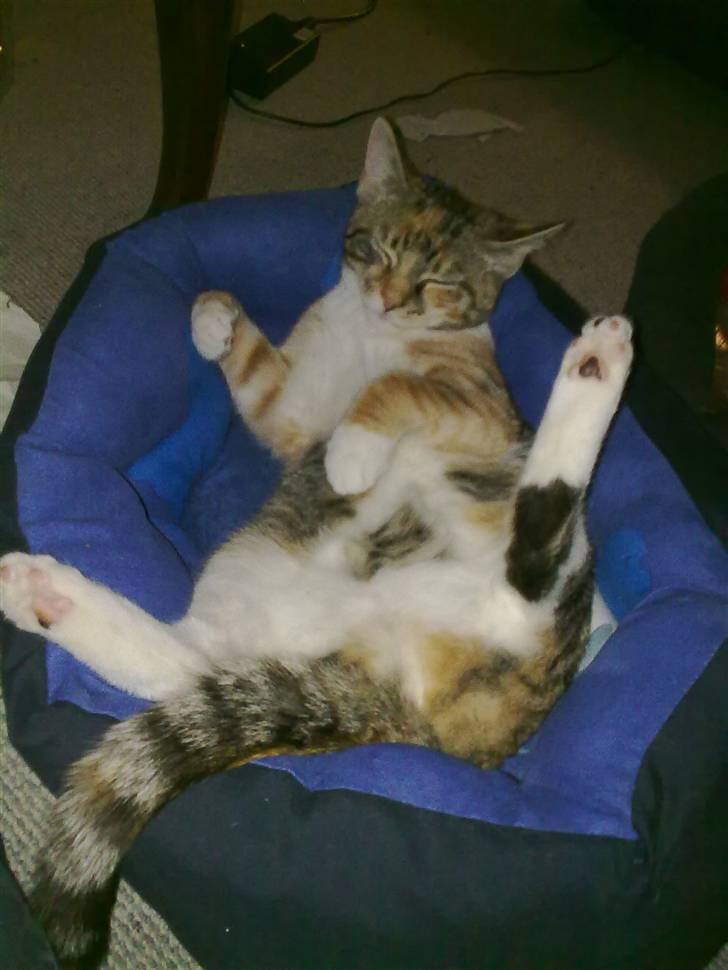 Huskat Trica *R.I.P 22/05/2013* billede 7