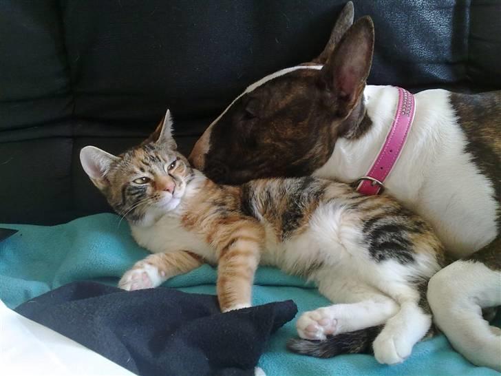 Huskat Trica *R.I.P 22/05/2013* - Trica og hendes "goeste" legekammerat ;-)  billede 8