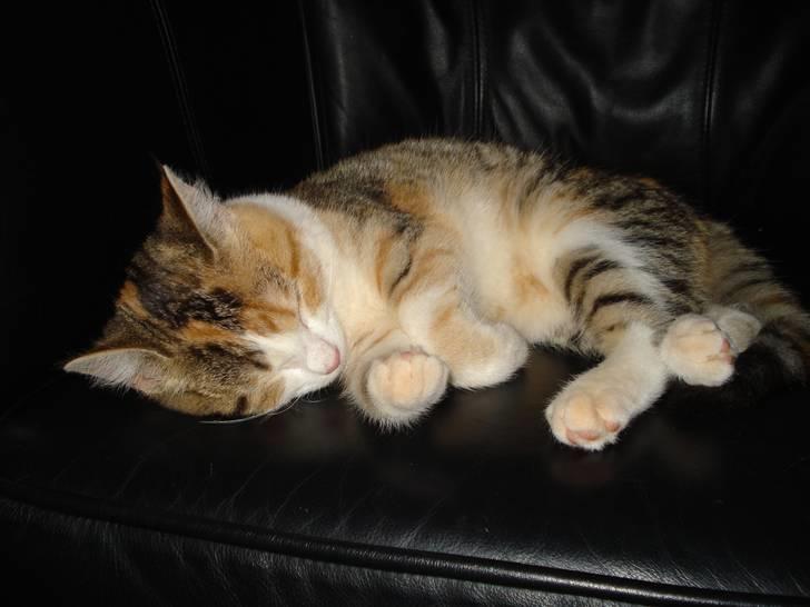 Blanding af racer Miss BuBeL - Miss BuBeL 14 uger gammel billede 1