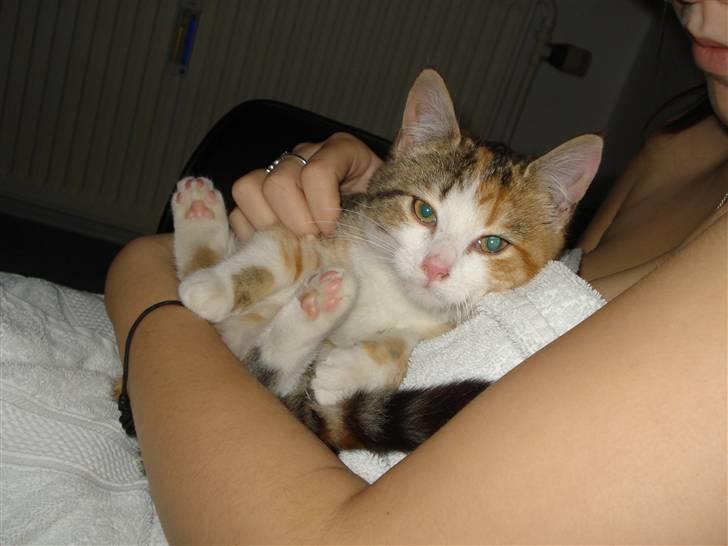 Blanding af racer Miss BuBeL - så er der dømt hygge med mor :o) (12 uger) billede 2