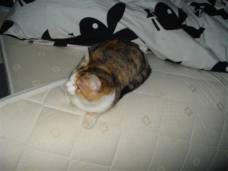 Blanding af racer Miss BuBeL - ´´det var ikk mig der rev lagnet af og rykkede topmadressen af!!!´´ billede 3