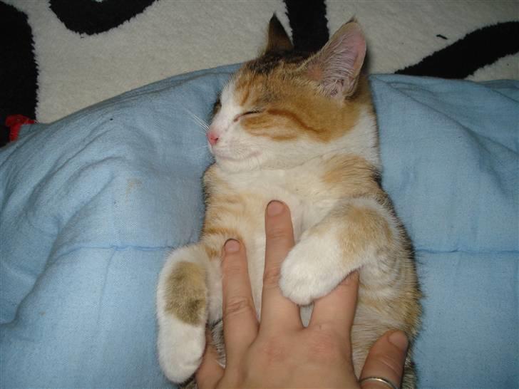 Blanding af racer Miss BuBeL - GUFF mave nusning billede 4