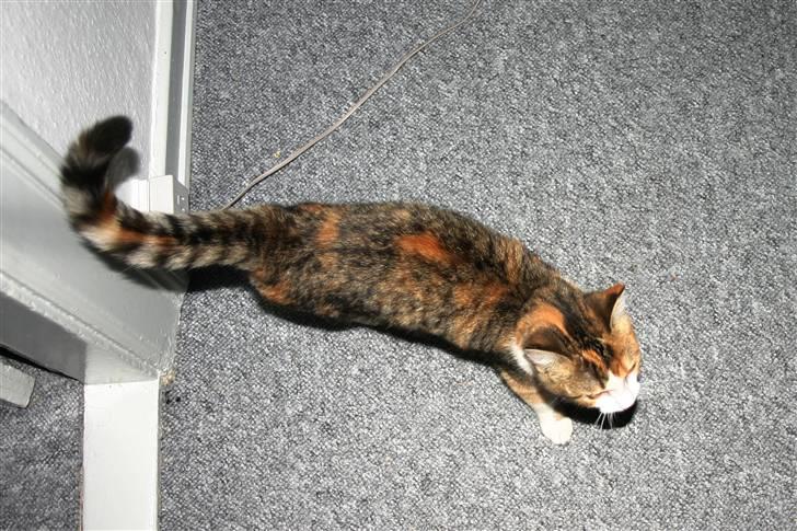 Blanding af racer Miss BuBeL - Har jeg ikke bare nogle smukke farver :o) billede 5