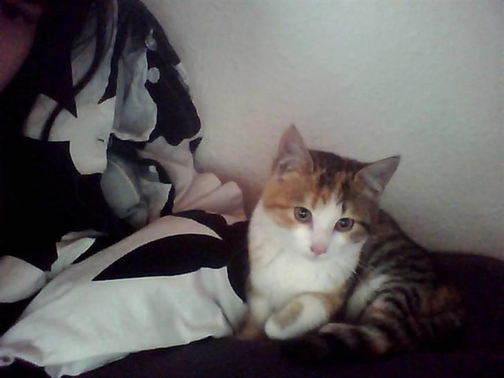 Blanding af racer Miss BuBeL - ska da liiige se hva der sker på mooars computer billede 7