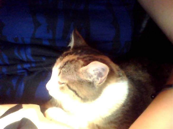 Blanding af racer Miss BuBeL - hygge at sidde hos mor mens hun spiller computer :o) billede 8