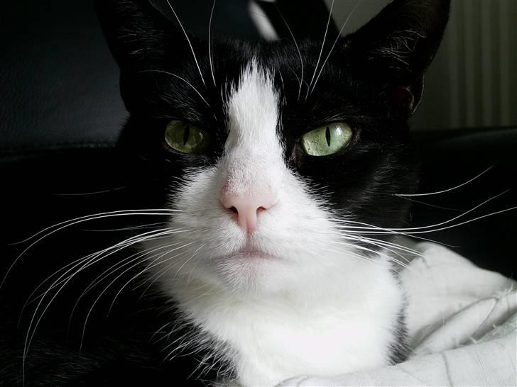 Huskat Trille billede 16