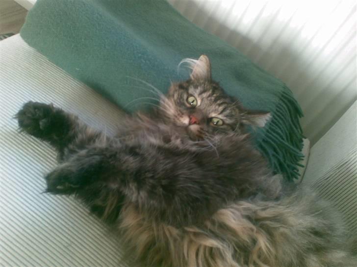 Blanding af racer Conrad billede 6