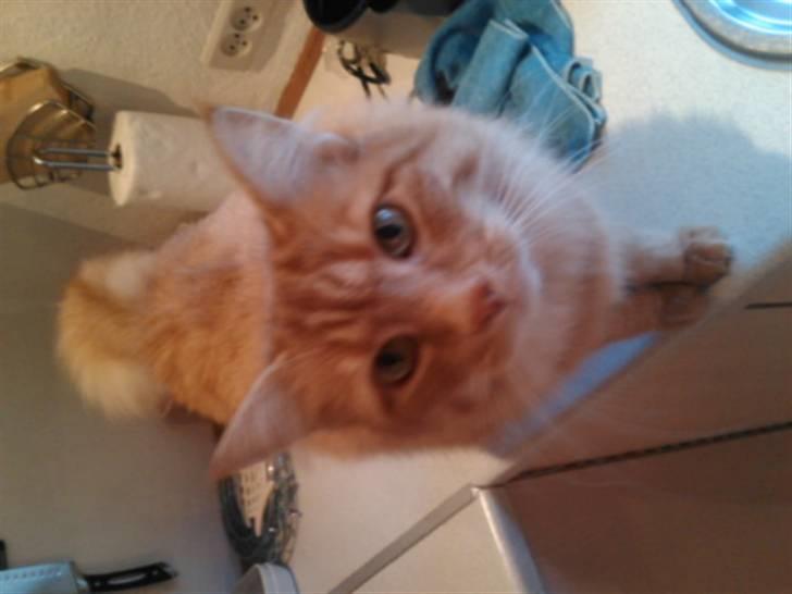 Norsk Skovkat Trunte billede 17