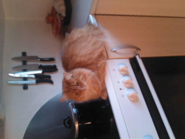 Norsk Skovkat Trunte billede 18