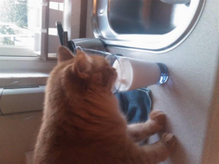 Norsk Skovkat Trunte billede 19