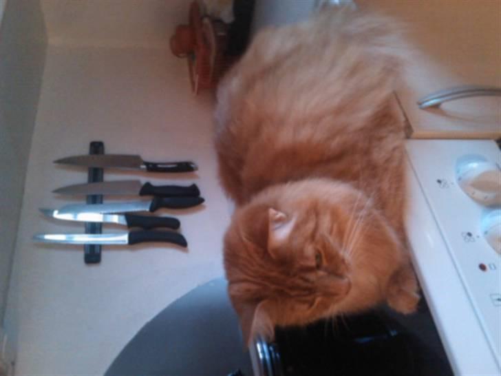 Norsk Skovkat Trunte billede 20