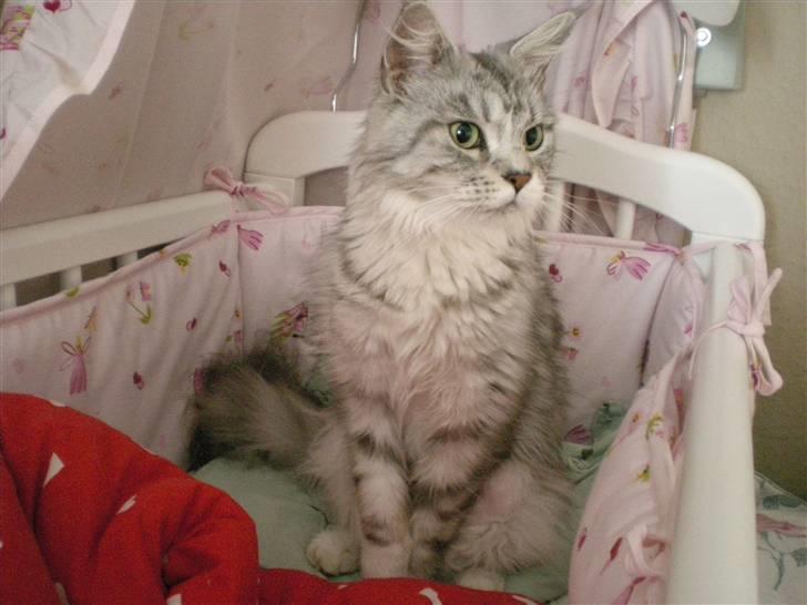 Maine Coon Zara billede 1