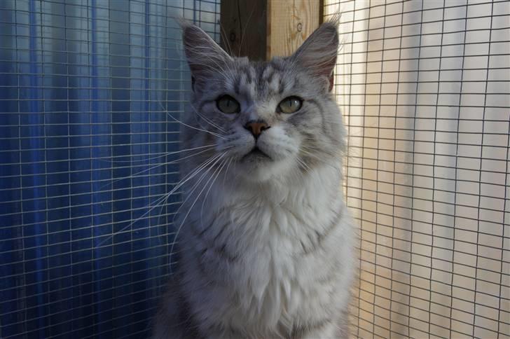 Maine Coon Zara billede 2