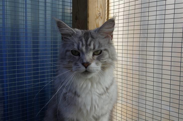 Maine Coon Zara billede 3