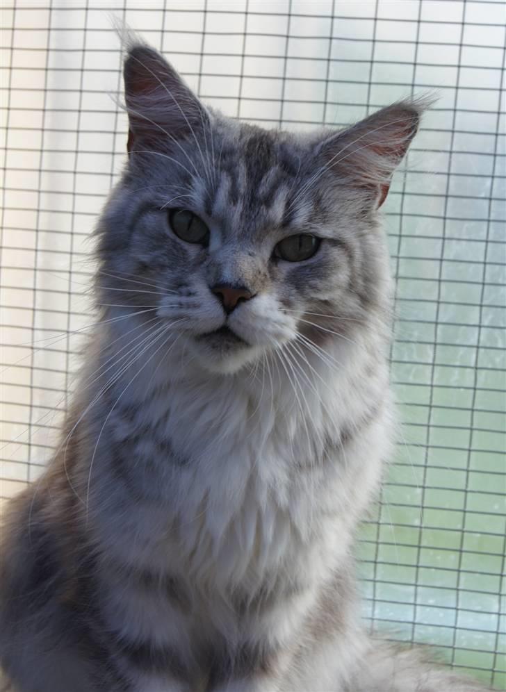 Maine Coon Zara billede 4